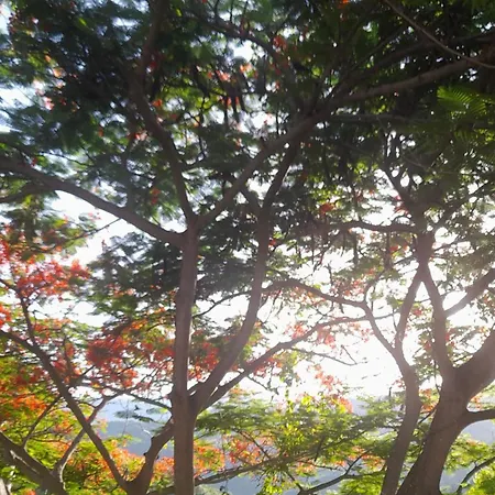Neita'S Nest-2